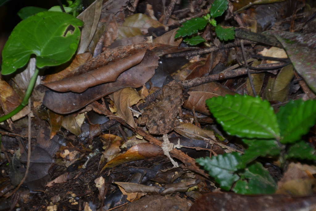 Rain and Robber Frogs from Jabillos, costa rica on March 11, 2012 by ...