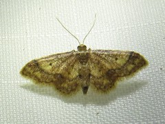 Idaea celtima
