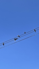 Hirundo rustica