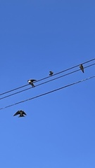 Hirundo rustica