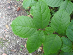 Fraxinus quadrangulata