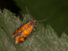 Promalactis procerella