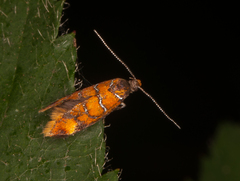 Promalactis procerella