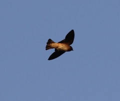 Petrochelidon pyrrhonota