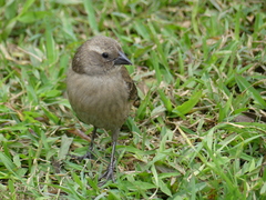 Molothrus bonariensis