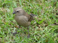 Molothrus bonariensis