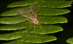 Sciapus platypterus