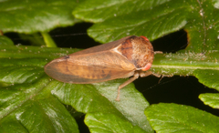 Iassus lanio