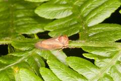 Iassus lanio