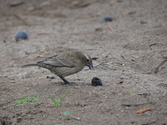 Molothrus bonariensis