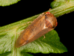 Iassus lanio