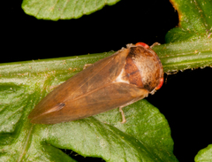 Iassus lanio