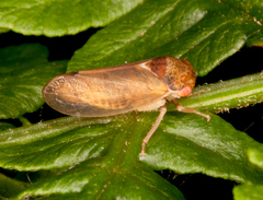 Iassus lanio