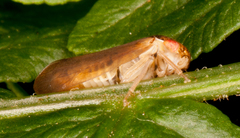 Iassus lanio