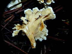 Cantharellus insignis