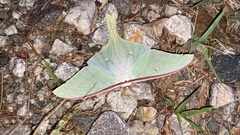Actias gnoma