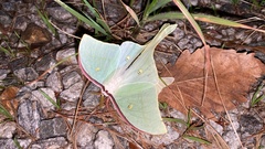 Actias gnoma