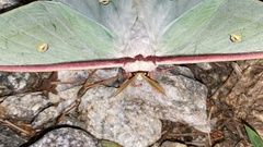 Actias gnoma