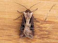 Agrotis volubilis