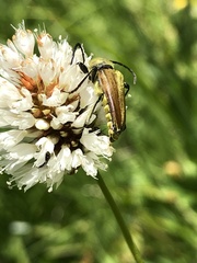 Lepturobosca chrysocoma
