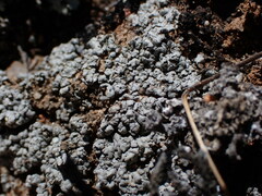 Trapeliopsis glaucopholis