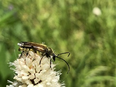 Lepturobosca chrysocoma