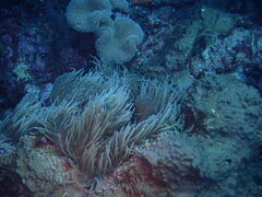 Heteractis