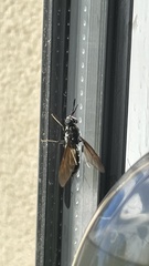 Hermetia illucens