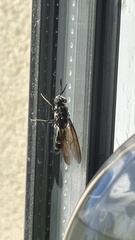 Hermetia illucens