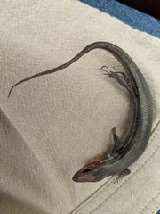 Plestiodon inexpectatus