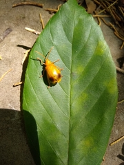 Monocesta coryli