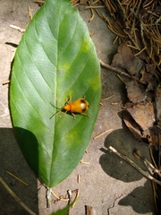 Monocesta coryli