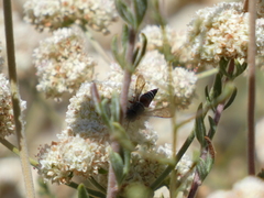Coelioxys menthae
