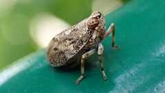 Issus coleoptratus