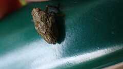 Issus coleoptratus