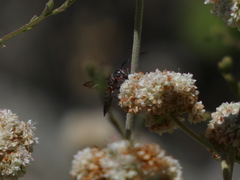 Coelioxys menthae