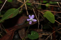Viola perreniformis