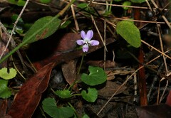 Viola perreniformis