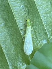 Alloperla