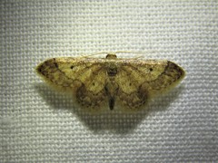 Idaea celtima