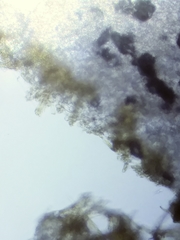 Cortinarius torvus image
