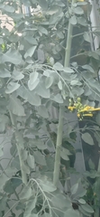 Nicotiana glauca