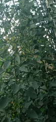Nicotiana glauca