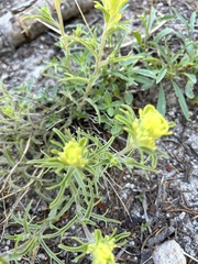 Castilleja arachnoidea