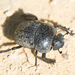 Scarabaeus cicatricosus - Photo (c) SJDipper, some rights reserved (CC BY-NC), uploaded by SJDipper