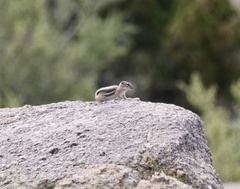 Ammospermophilus interpres