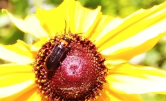 Nemognatha nemorensis