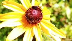 Nemognatha nemorensis