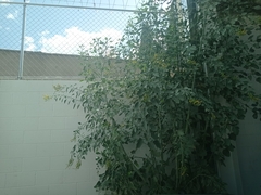 Nicotiana glauca
