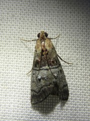 Pococera maritimalis